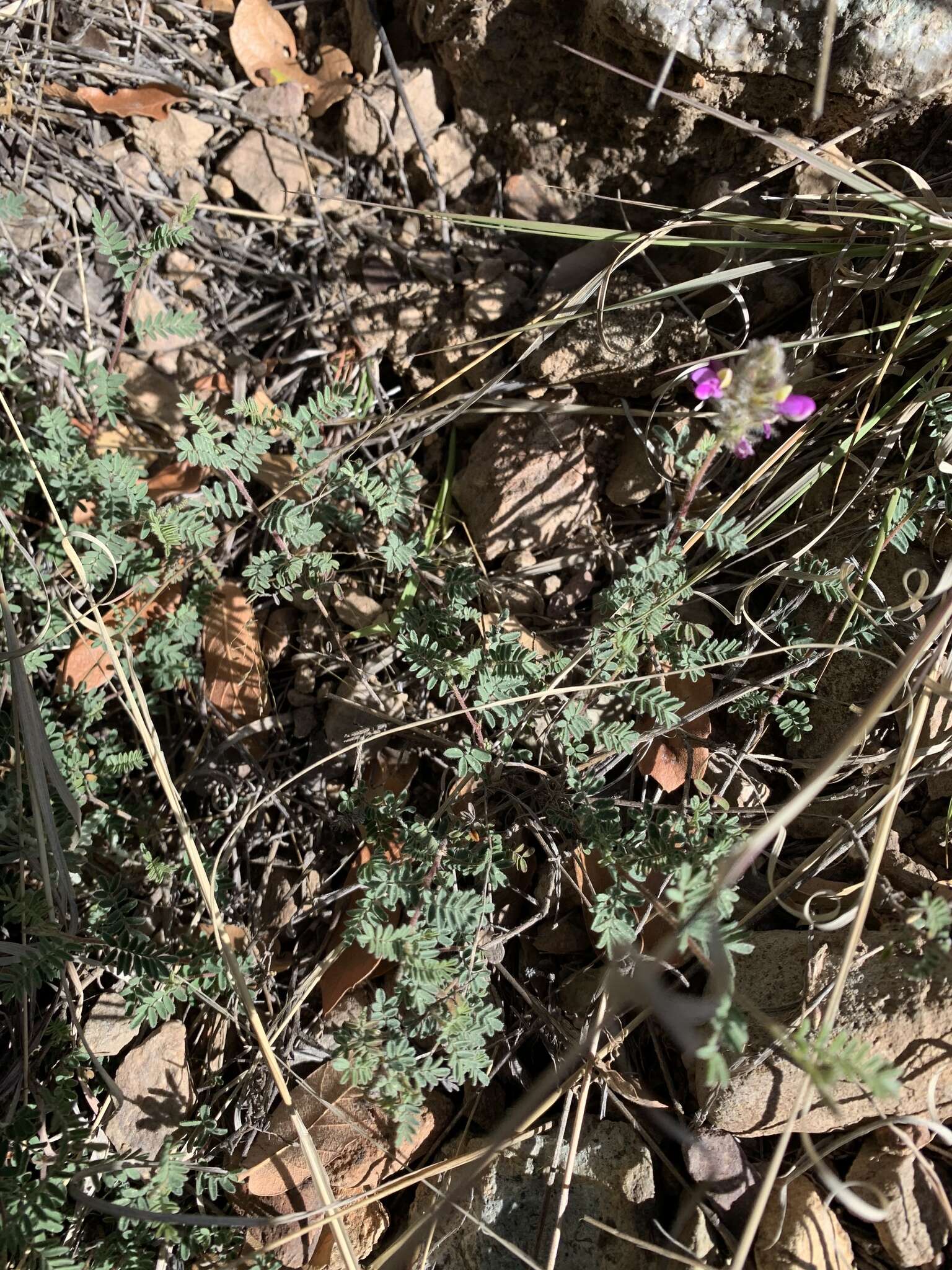 Image of oakwoods prairie clover