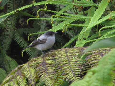 Image of Torrent Tyrannulet