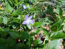 Image of Vinca major subsp. major