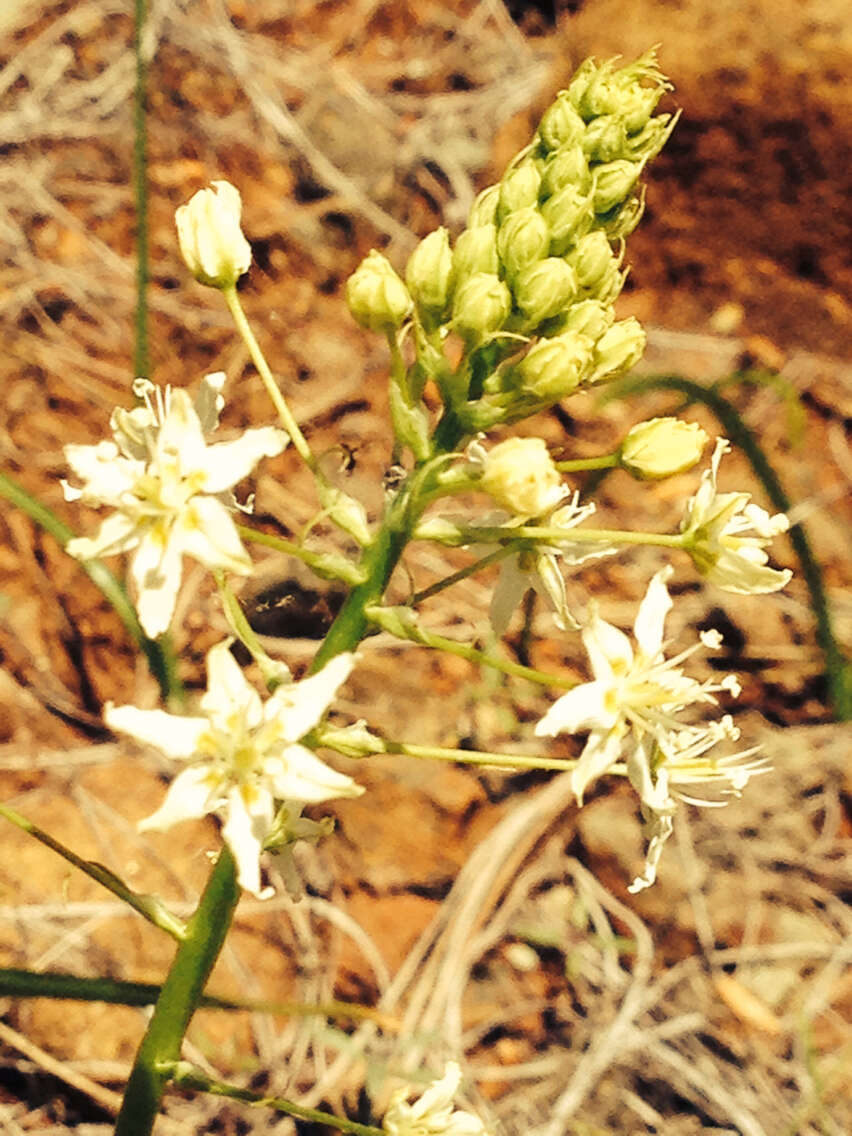 Image of Small-Flower Poison Camas