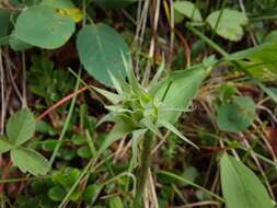 Image of <i>Agoseris <i>glauca</i></i> var. glauca