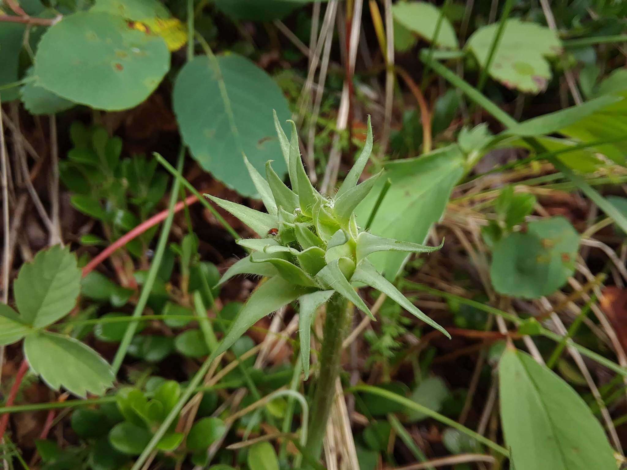 صورة <i>Agoseris <i>glauca</i></i> var. glauca