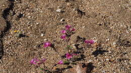 Image of Fremont's monkeyflower