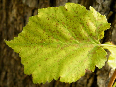 Image of Turkish Hazel