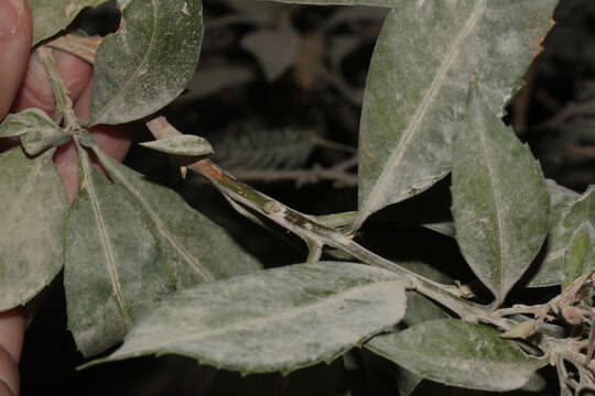 Image of Cantua pyrifolia Juss.