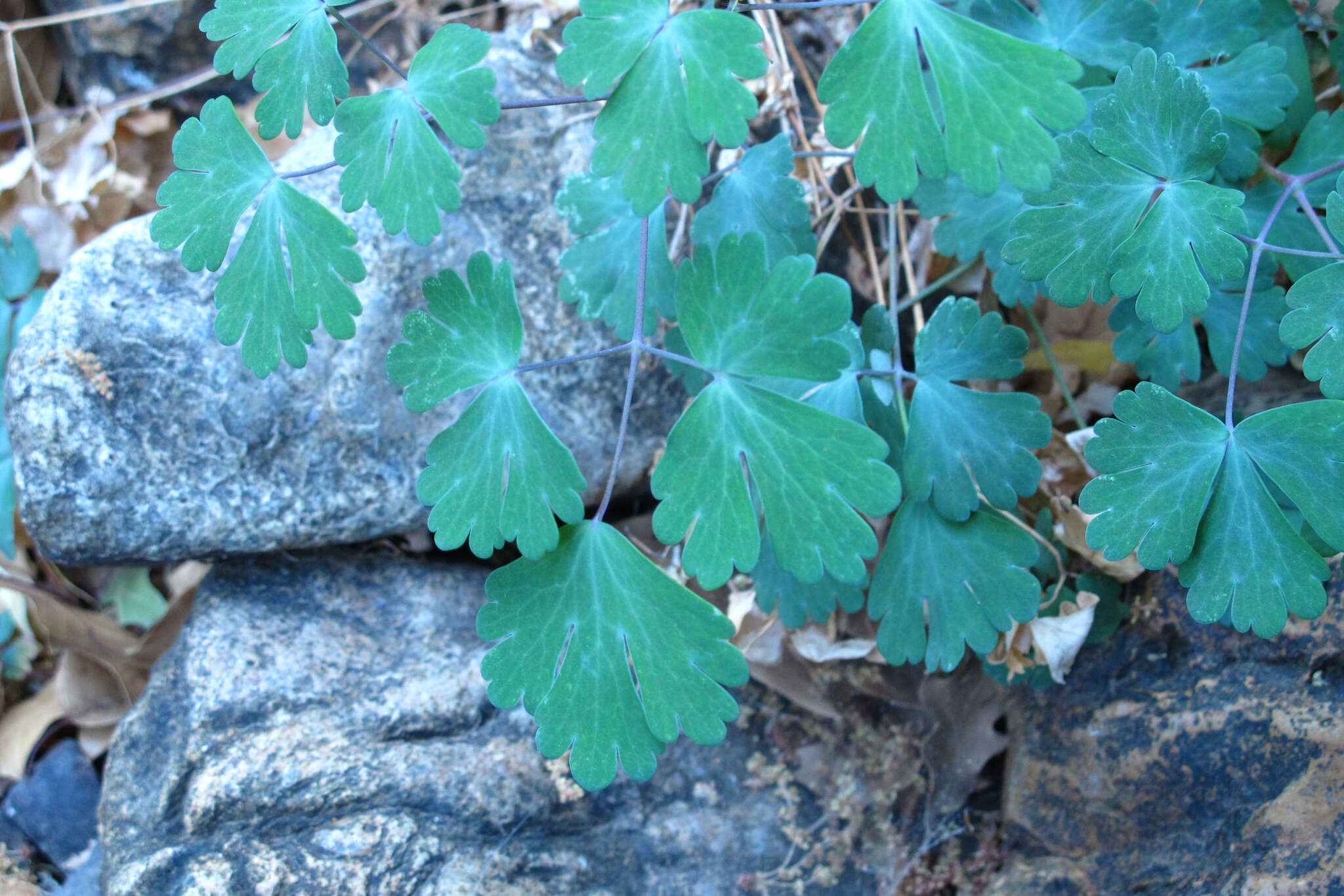 Image of longspur columbine