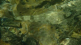 Image of Bluespot flathead