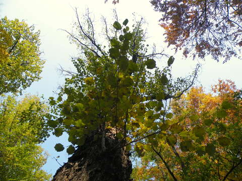 Image of Turkish Hazel