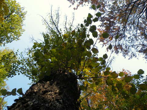 Imagem de Corylus colurna L.