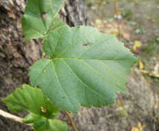 Image of Turkish Hazel