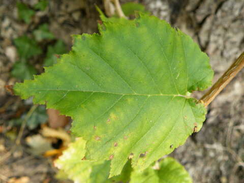 Imagem de Corylus colurna L.