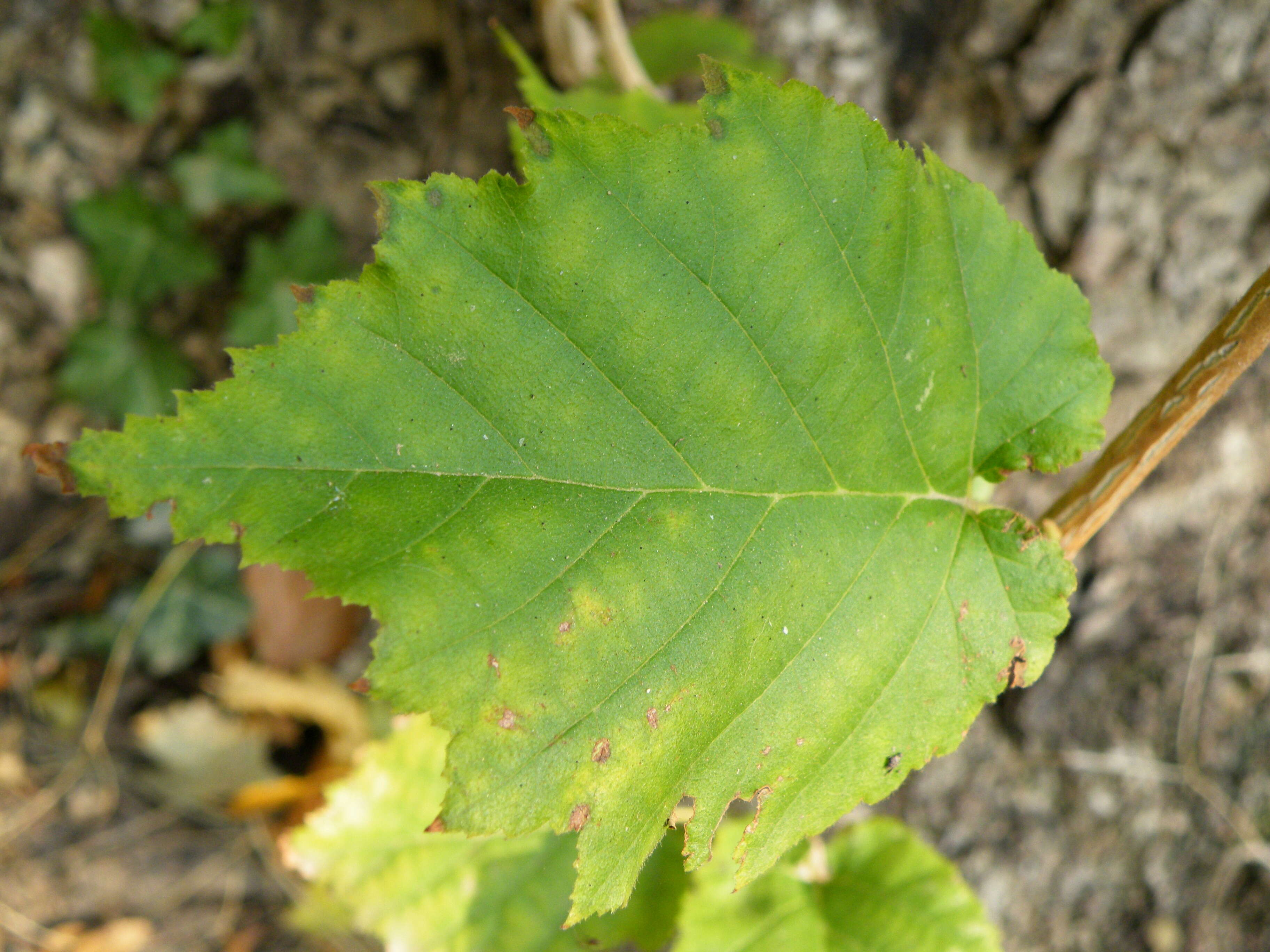 Image of Turkish Hazel