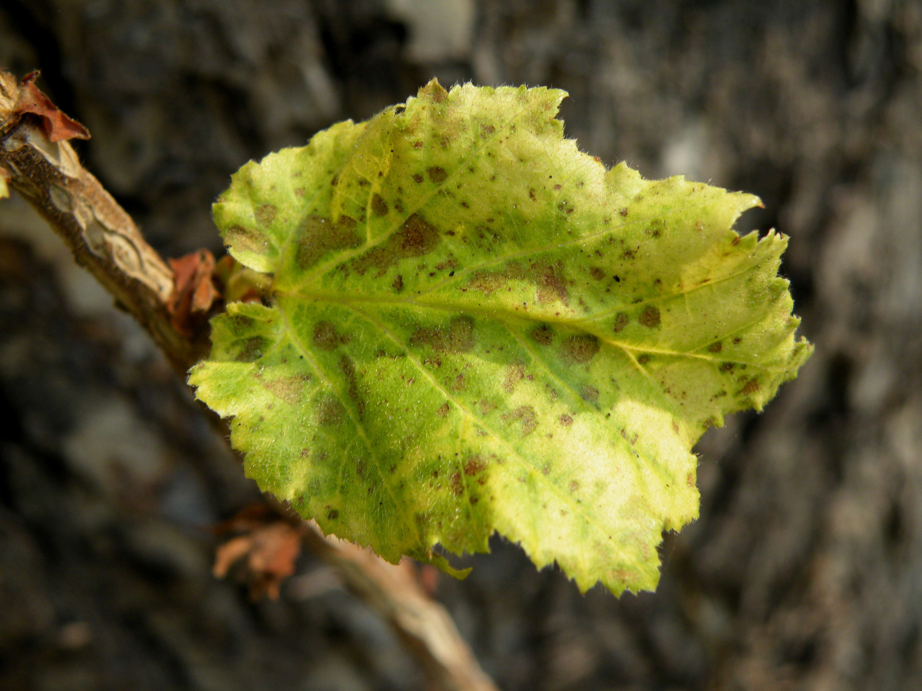 Image of Turkish Hazel