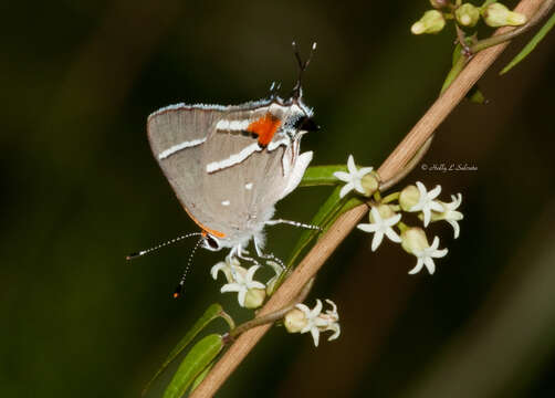 Image of Bartram's hairstreak Butterfly