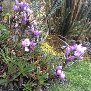 Image of Gentianella foliosa (Kunth) Fabris.