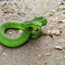 Trimeresurus caudornatus的圖片