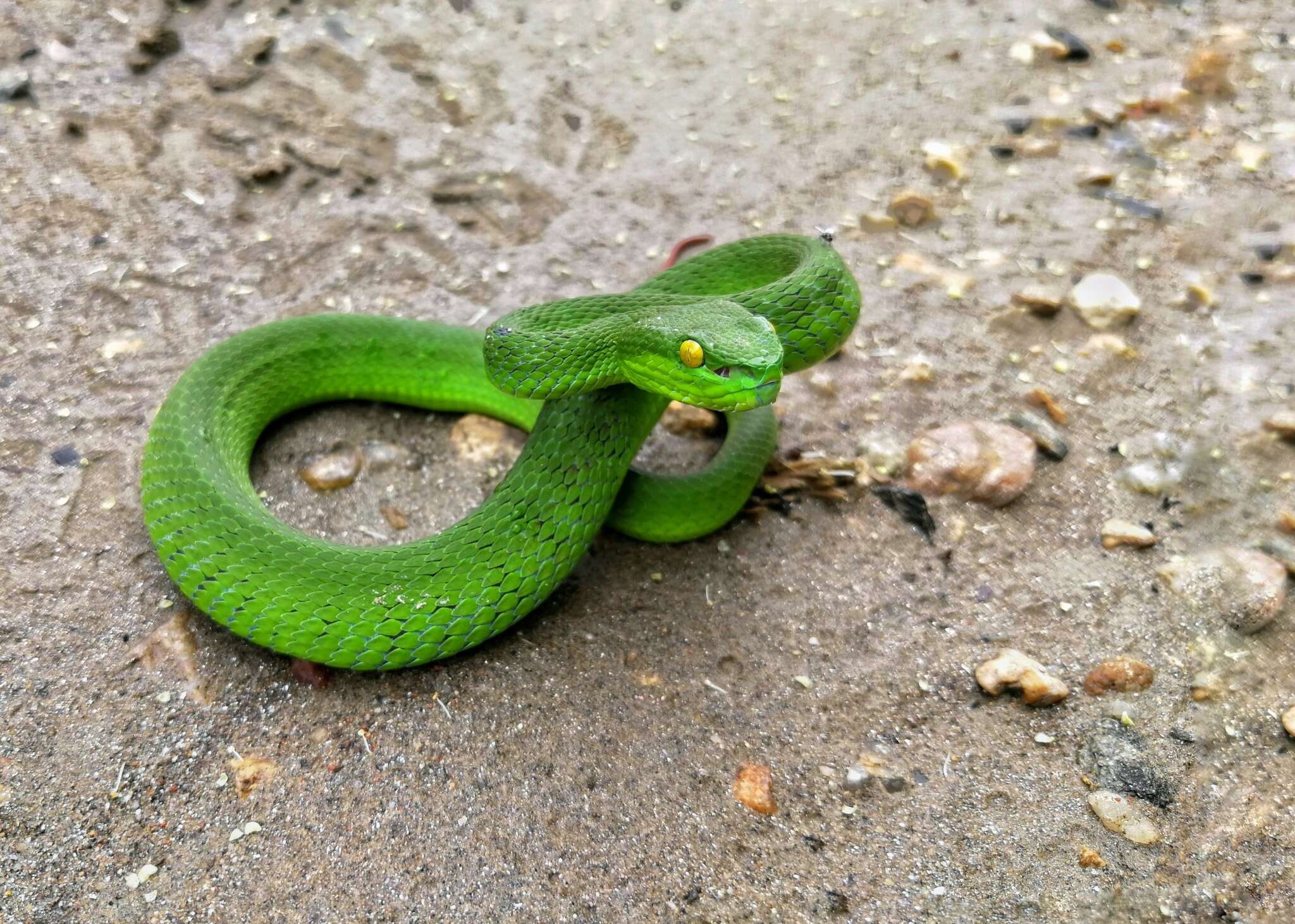 Trimeresurus caudornatus的圖片