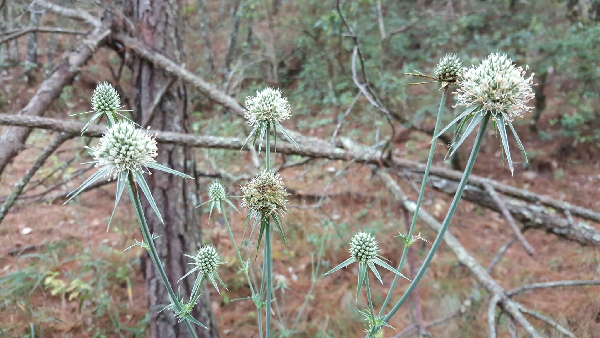 Plancia ëd Eryngium mexiae L. Constance