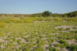 Imagem de Sesuvium maritimum (Walt.) B. S. P.