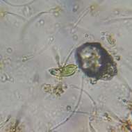 Imagem de Euglena pisciformis