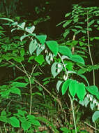 Image de Polygonatum biflorum (Walter) Elliott