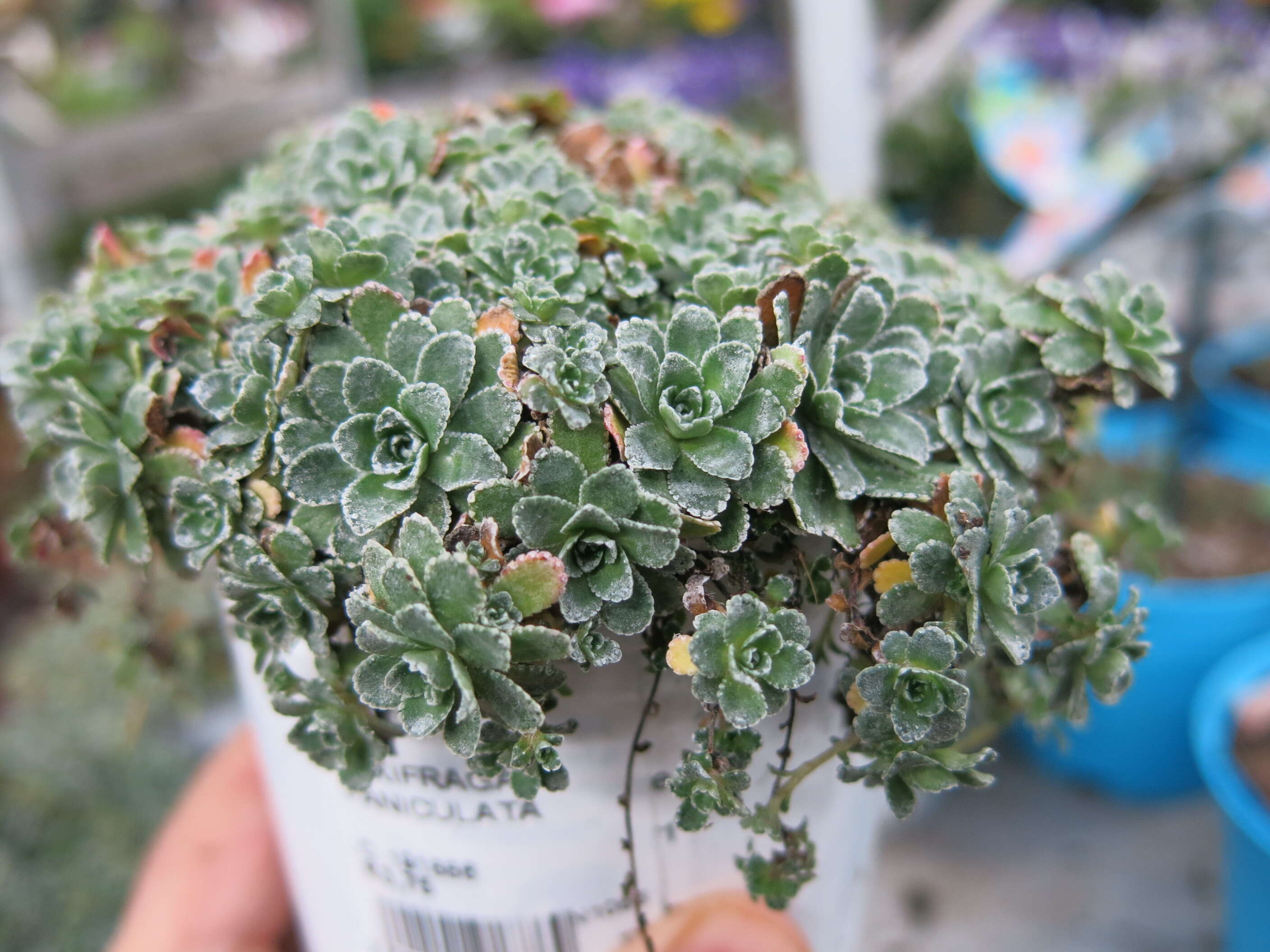 Image of Livelong Saxifrage