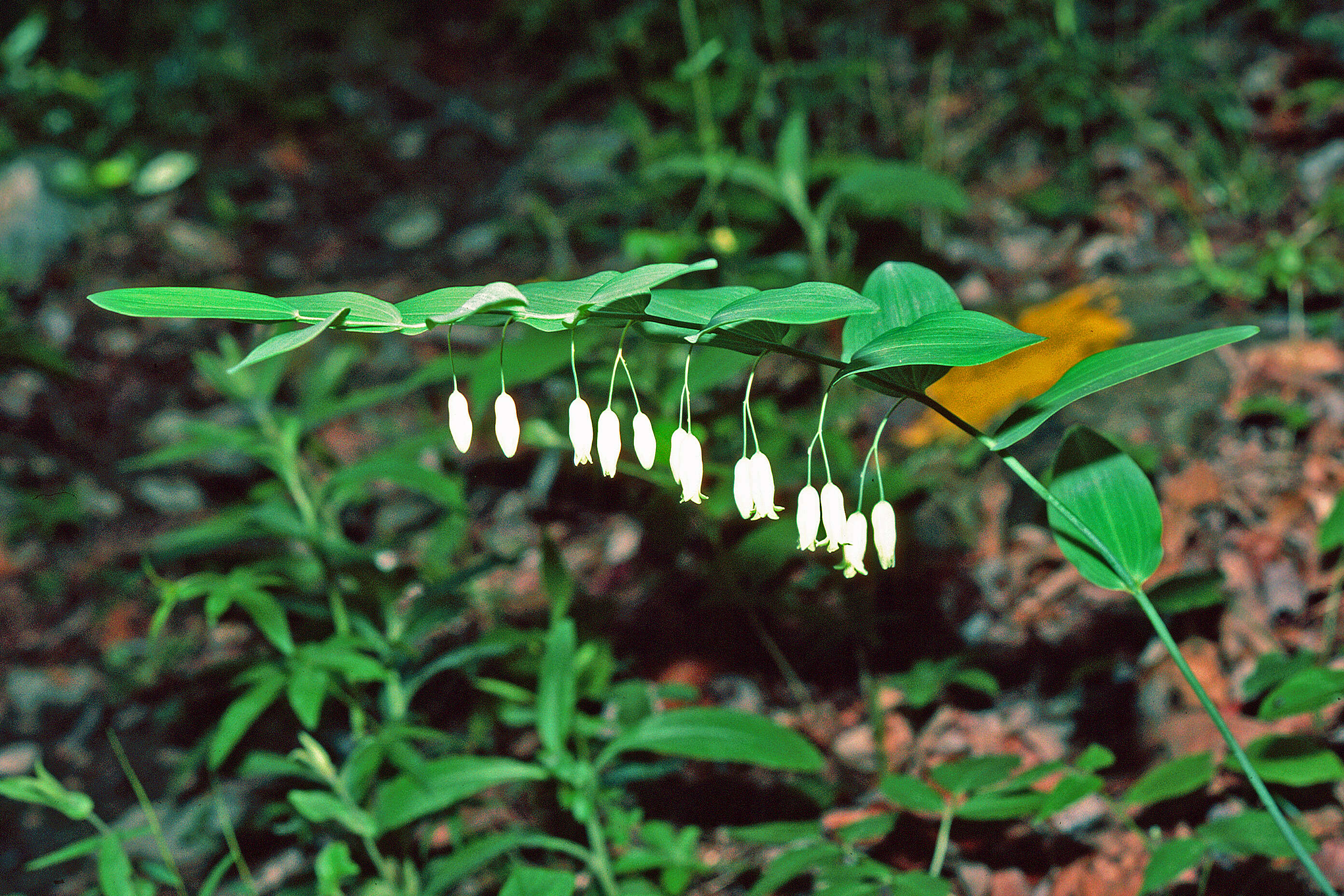 Image de Polygonatum biflorum (Walter) Elliott