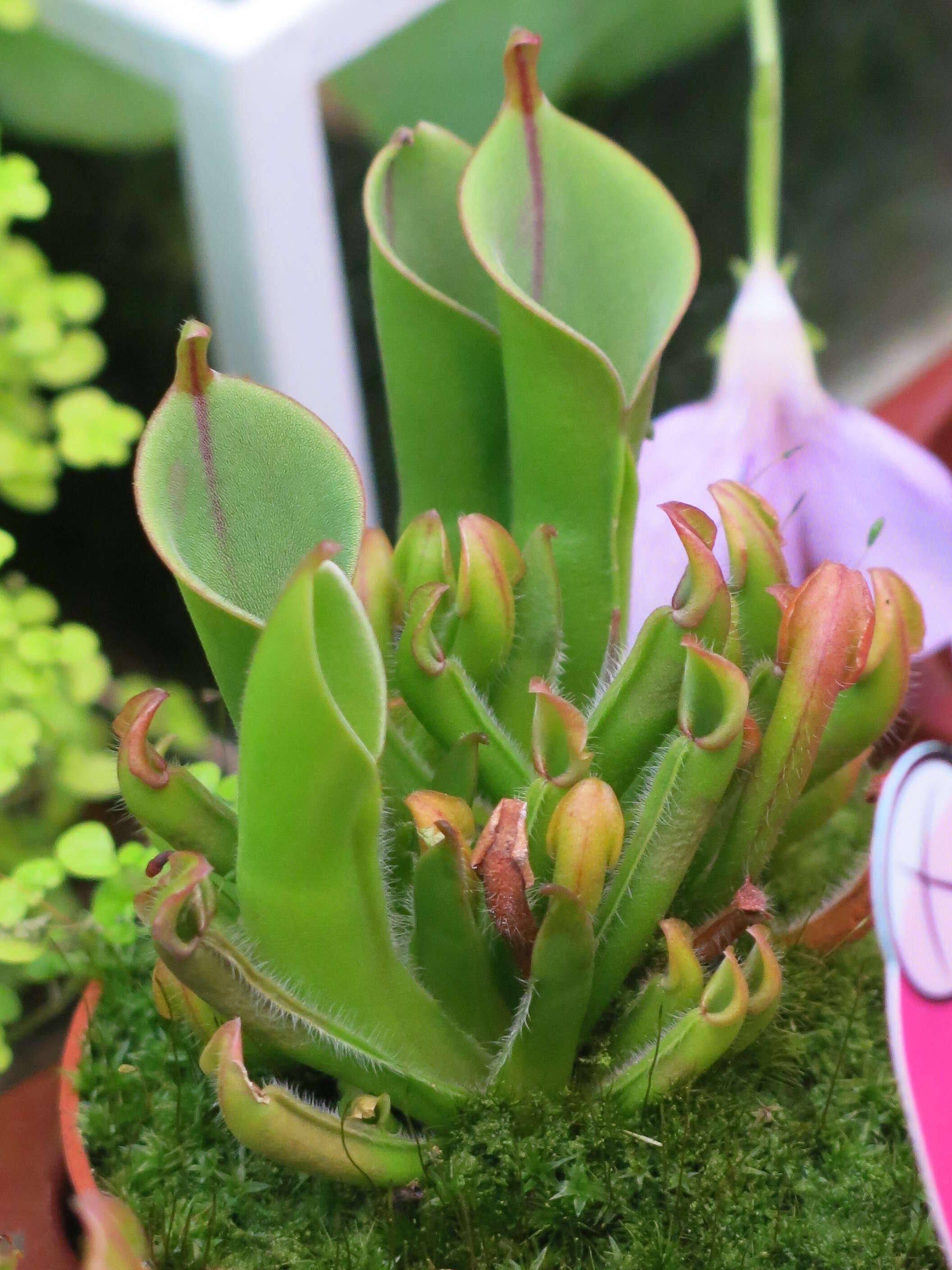 Image of Heliamphora heterodoxa Steyerm.