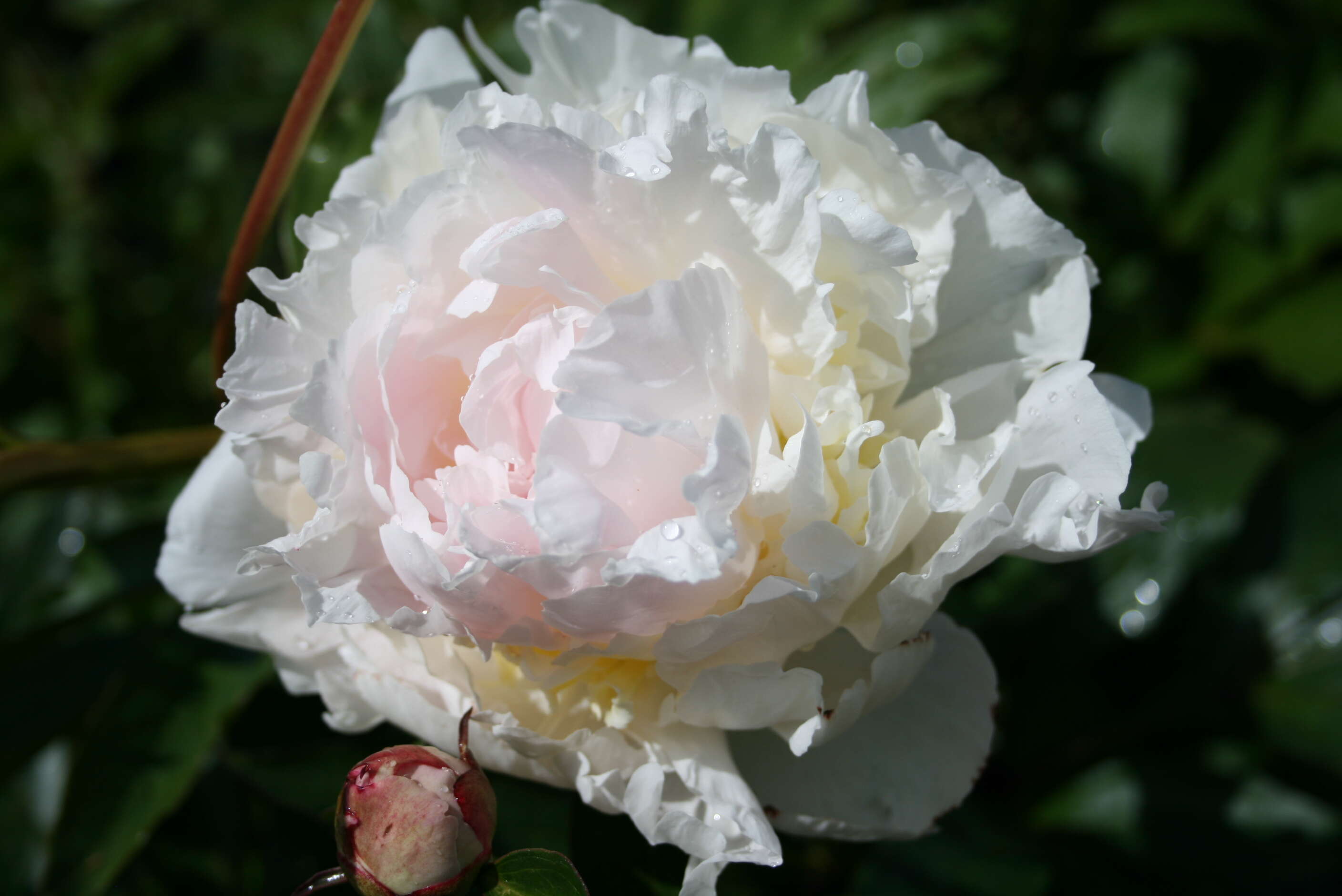 Plancia ëd Paeonia lactiflora Pall.