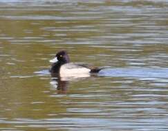 Image of Lesser Scaup