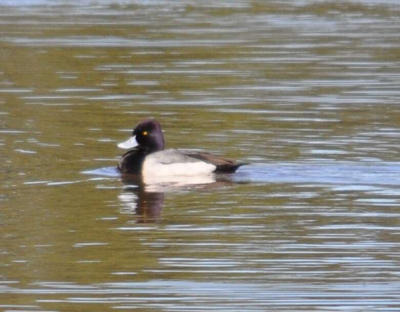 Image of Lesser Scaup