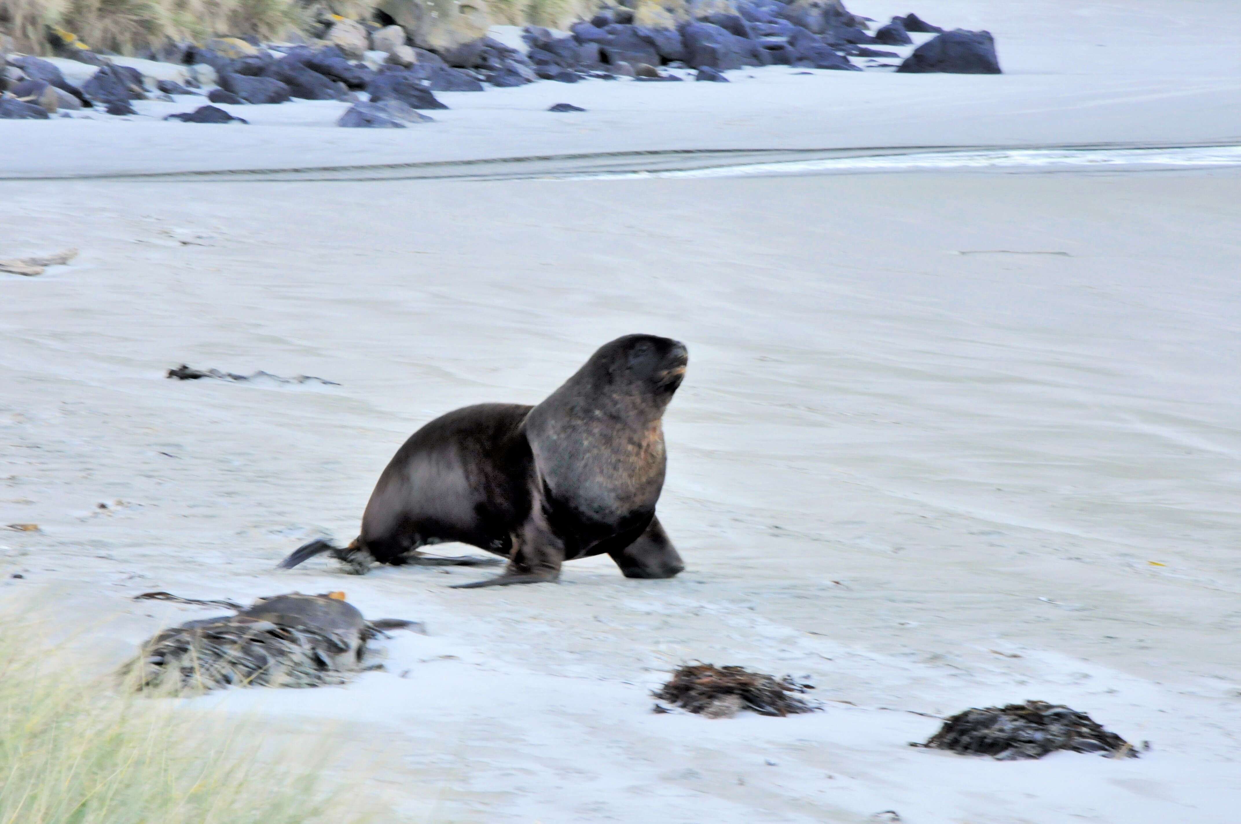 Image of New Zealand sea lion