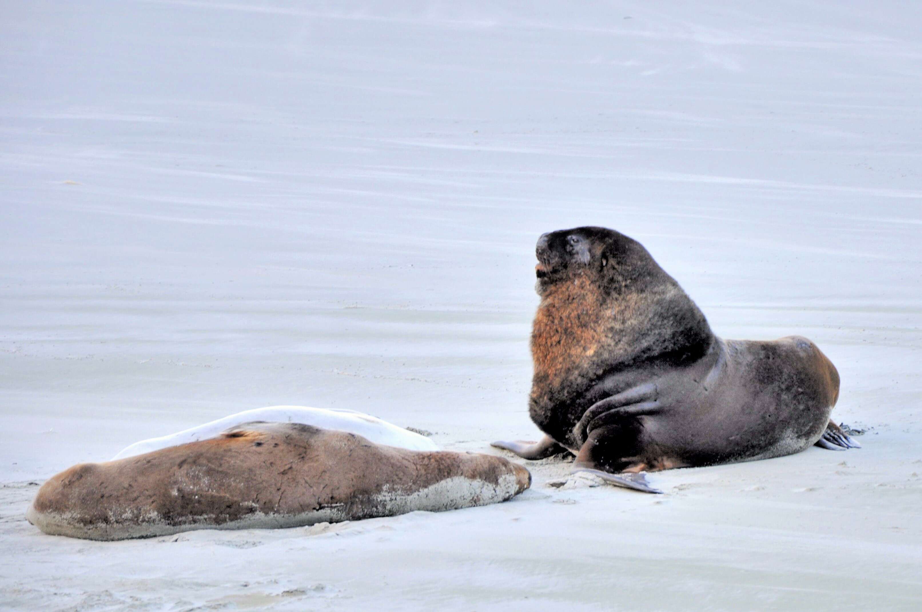 Image of New Zealand sea lion