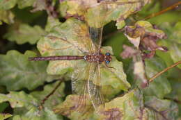 Image of Brown Hawker