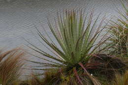 Image of Puya clava-herculis Mez & Sodiro