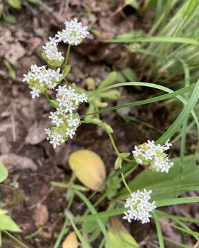 Plancia ëd Valerianella nuttallii (Torr. & Gray) Walp.