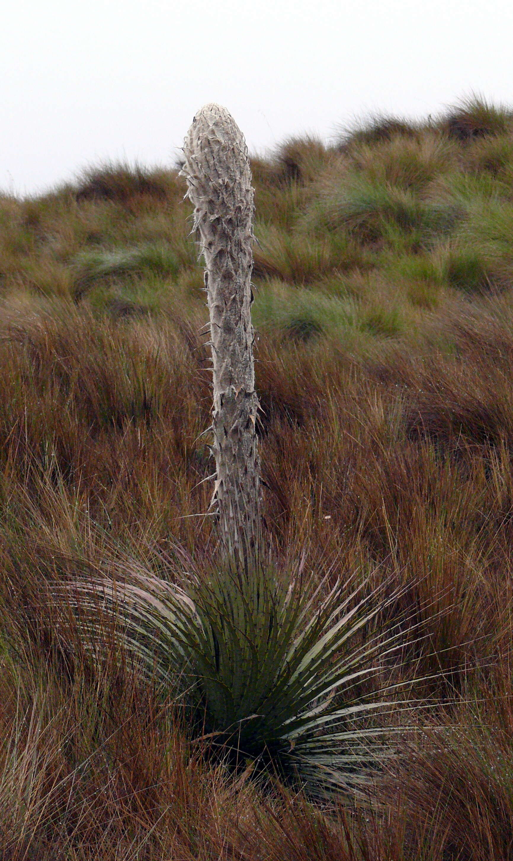 Image of Puya clava-herculis Mez & Sodiro