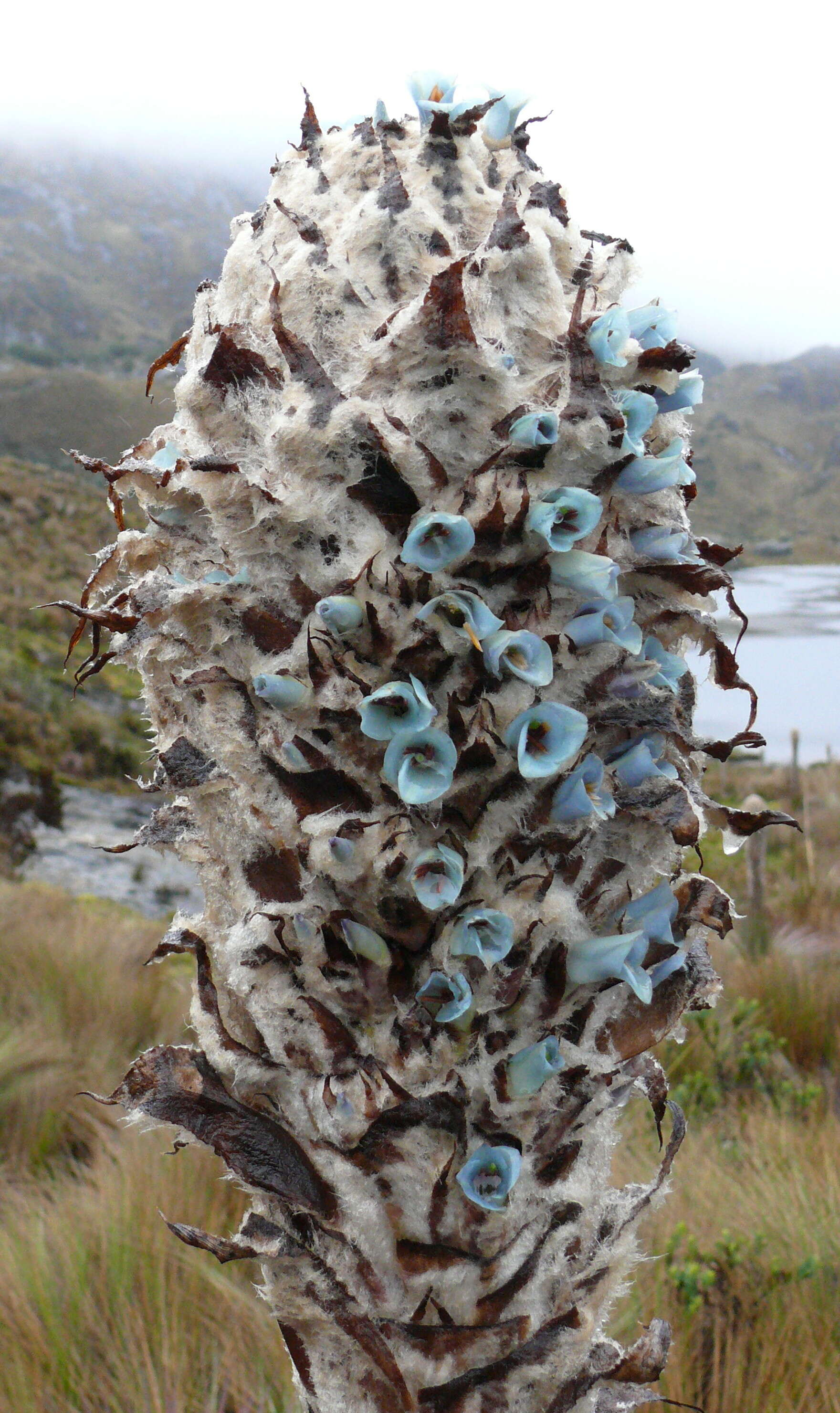 Image of Puya clava-herculis Mez & Sodiro