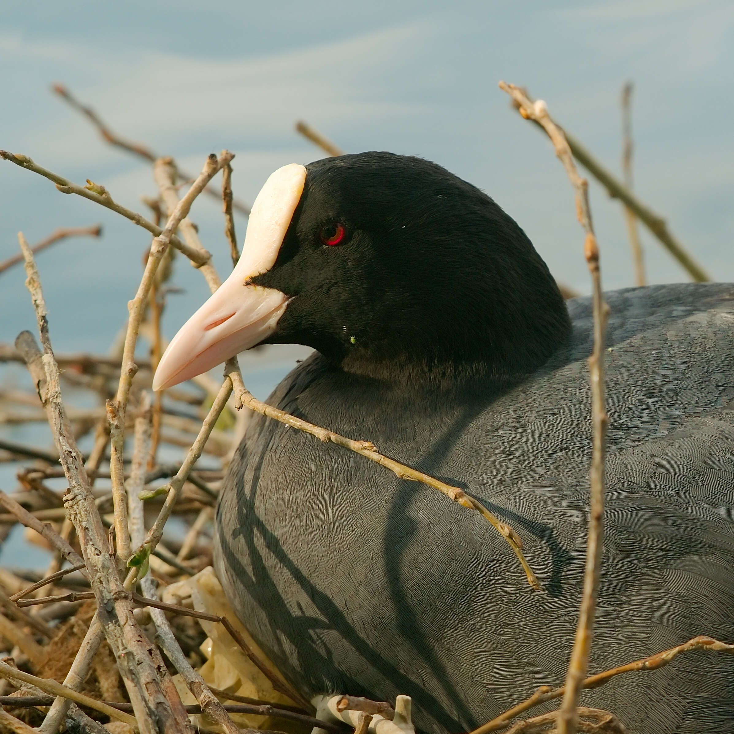 Image of Common Coot