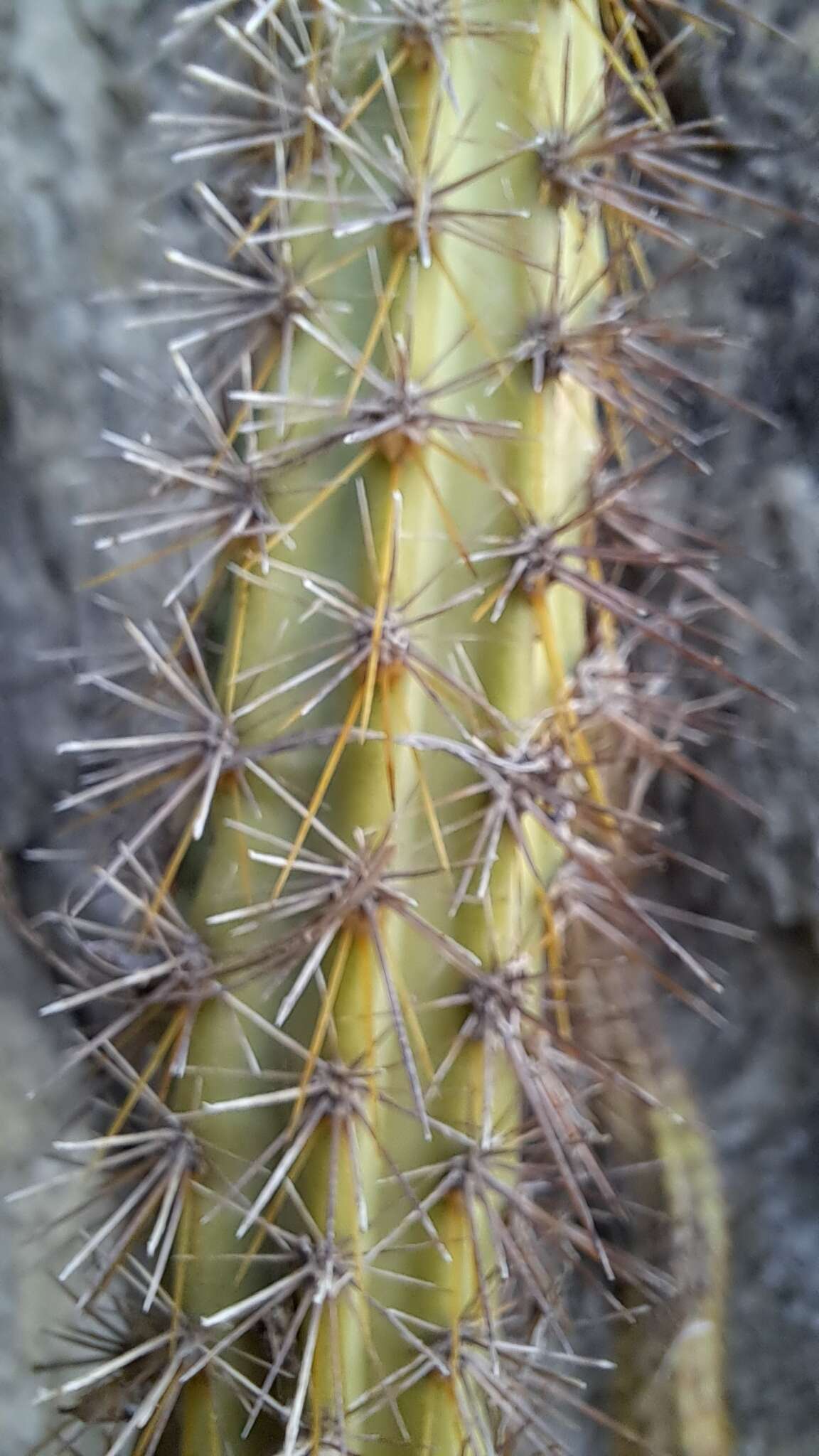 Image of Cereus insularis Hemsl.