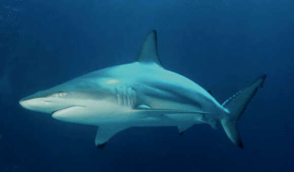 Image of Blacktip Shark