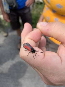 Plancia ëd Zygaena purpuralis Brünnich 1763