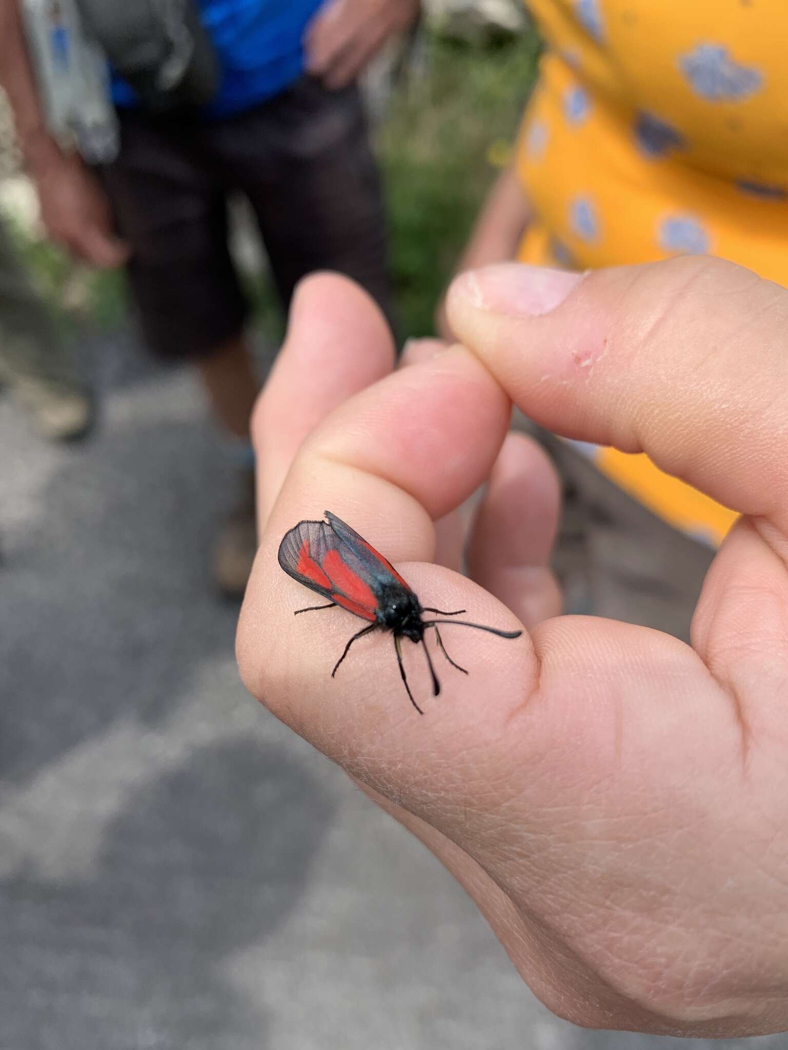 Plancia ëd Zygaena purpuralis Brünnich 1763