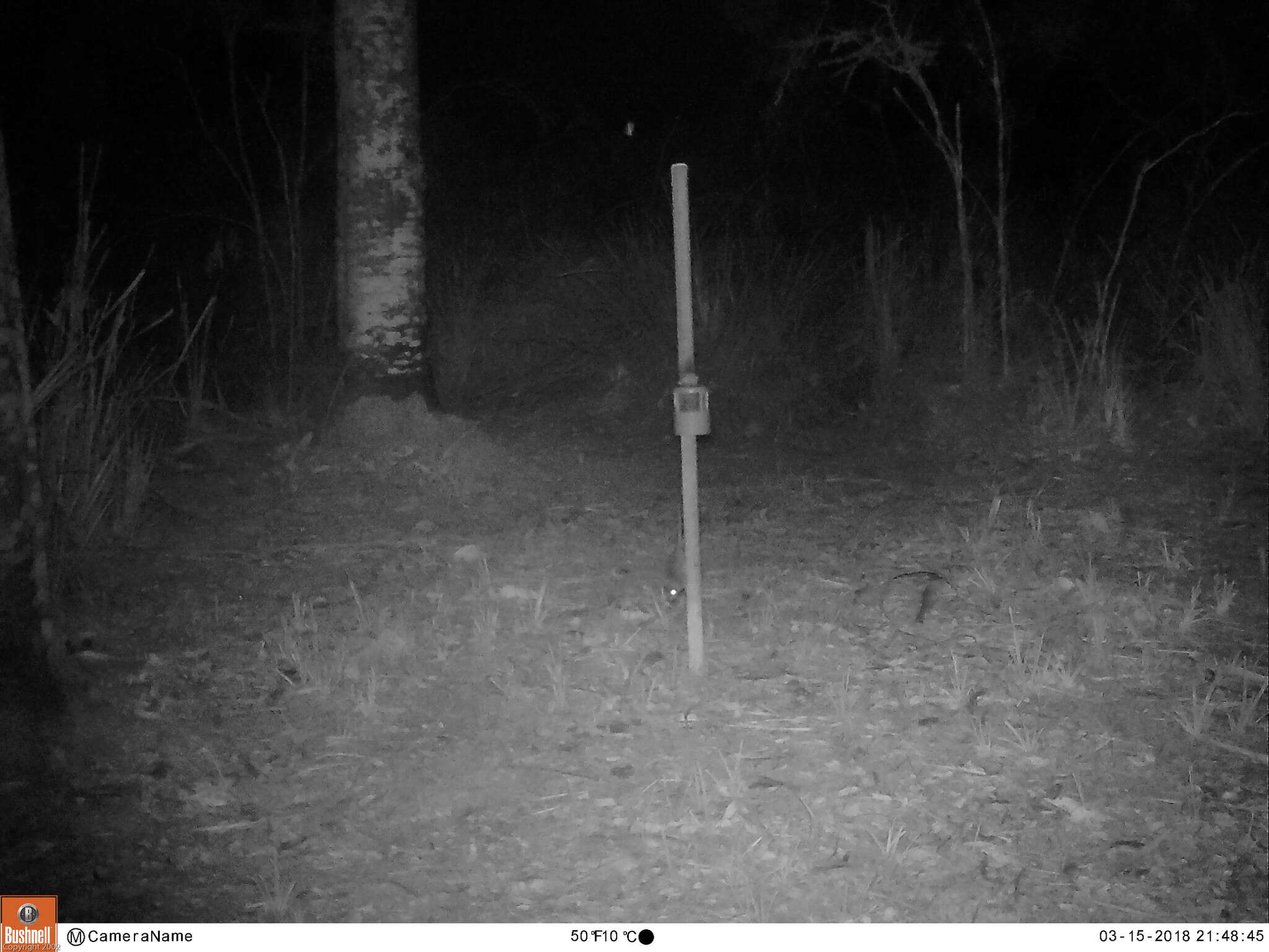 Image of Agile Antechinus