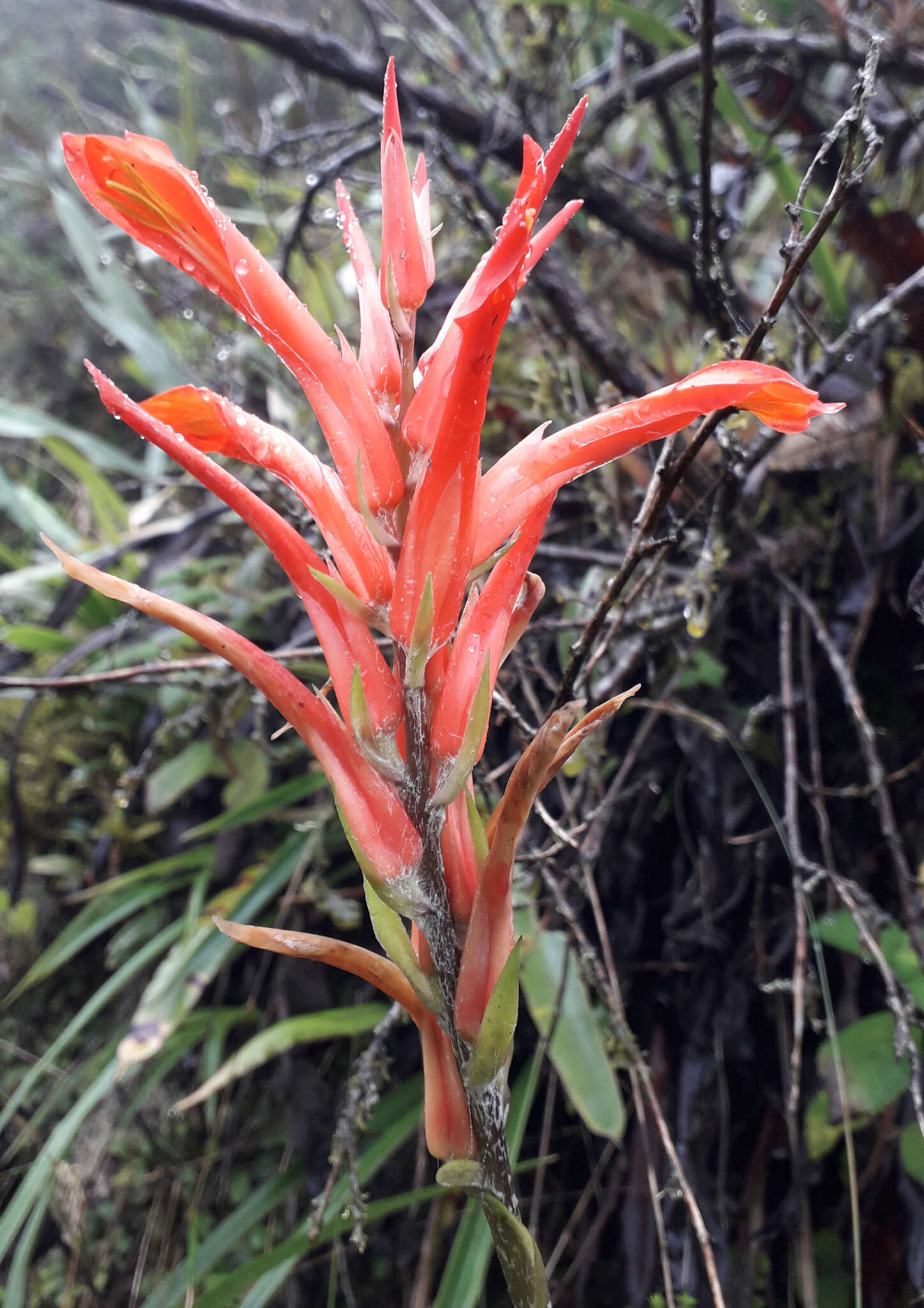 Image of Pitcairnia pungens Kunth