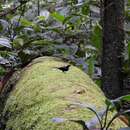 Image of White-throated Manakin