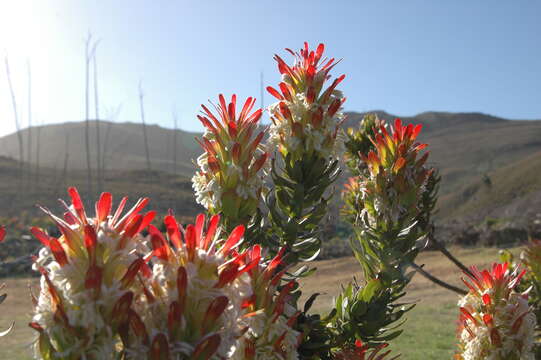 Imagem de Mimetes cucullatus (L.) R. Br.