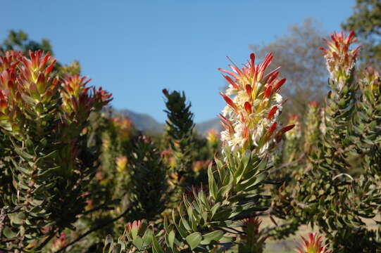 Image of Mimetes cucullatus (L.) R. Br.