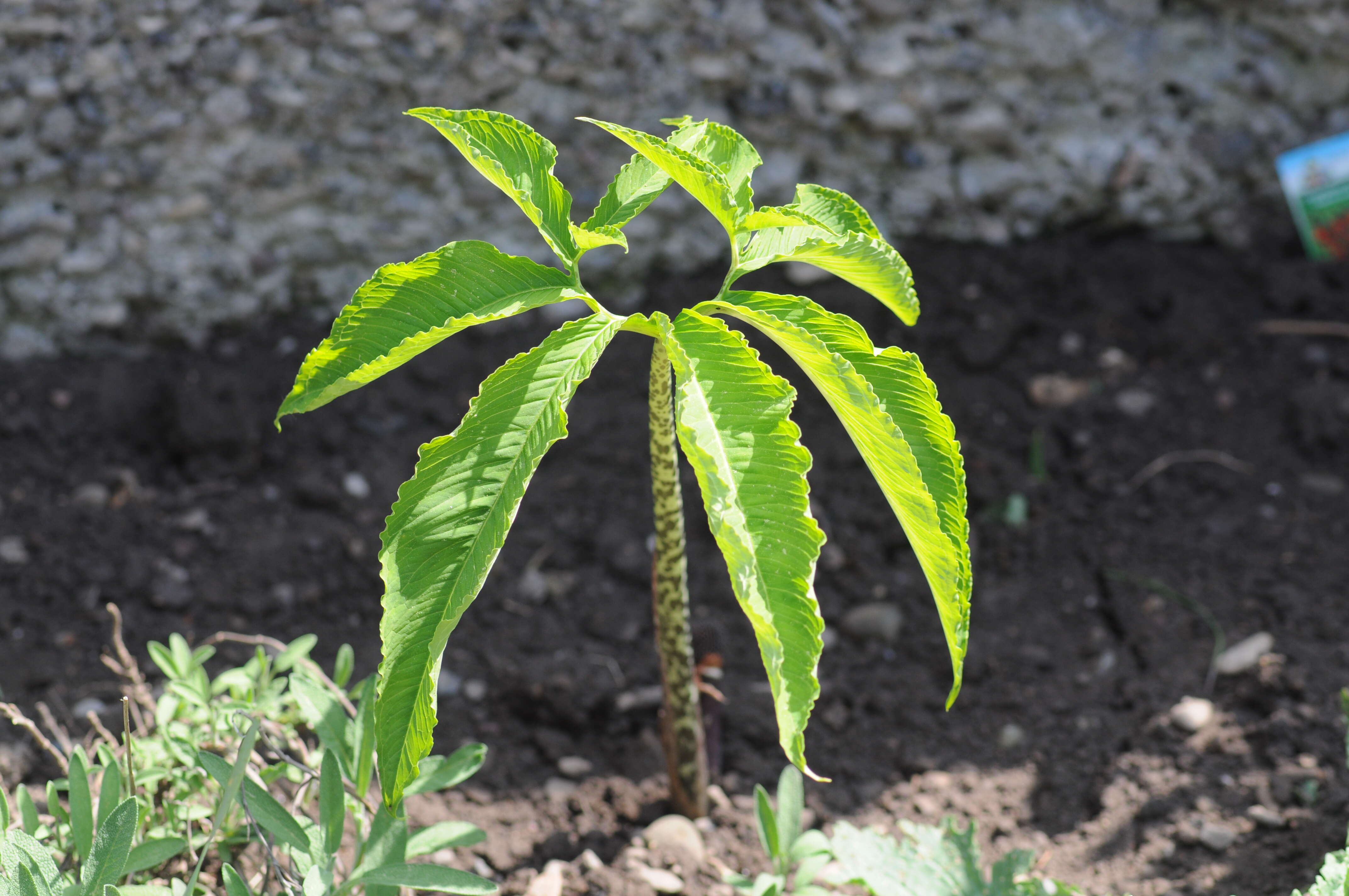 Image of Voodoo Lily