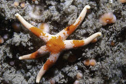 Image of Bloody Henry starfish